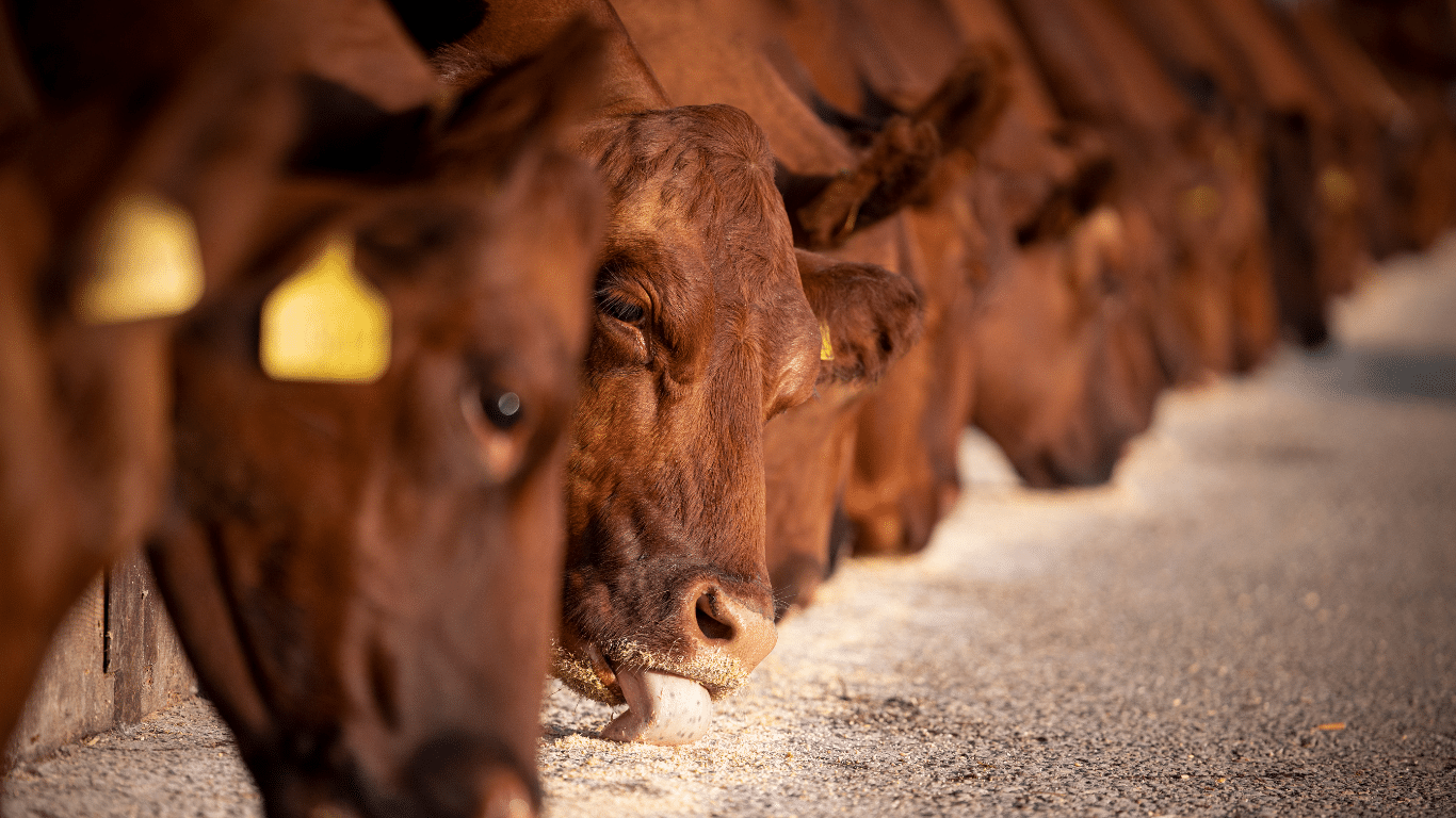 grain-fed cows