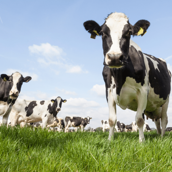 grass-fed cows