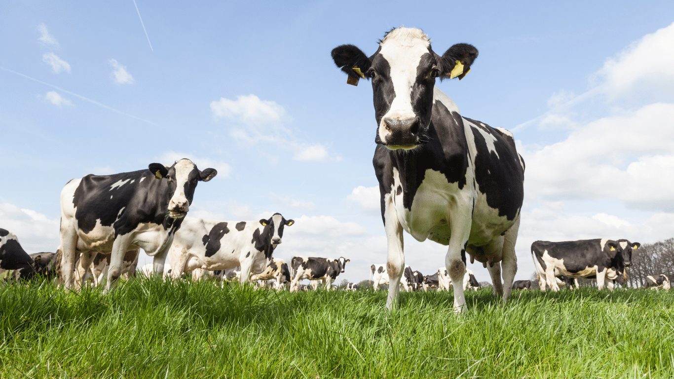 grass-fed cows